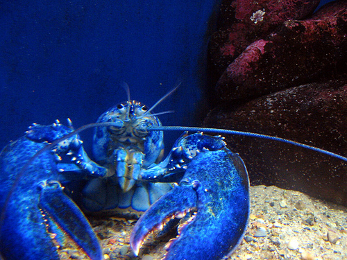 One rare kind of lobster is the Blue Lobster, around one in two million lobsters is blue.